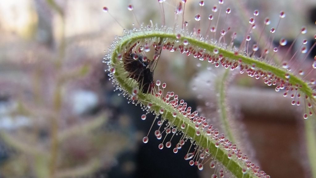 よくわかる 食虫植物 モウセンゴケの基礎知識と雑学 ふしぎな食虫植物のせかい 木谷美咲