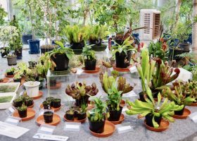 夢の島熱帯植物館の食虫植物展レポート2022