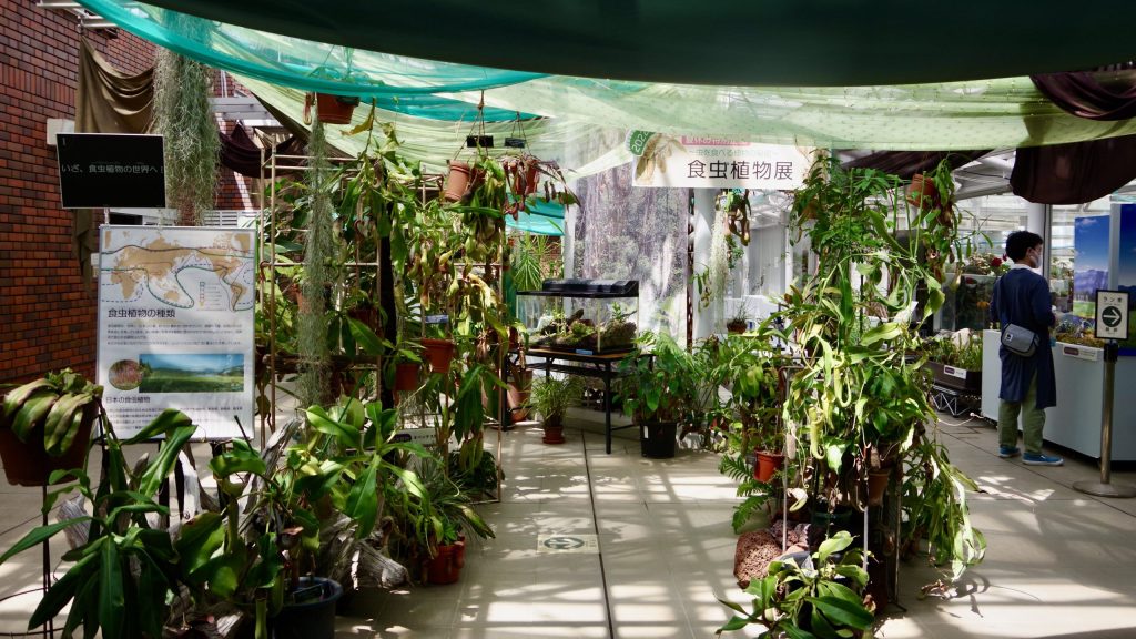 東京都神代植物公園の食虫植物展レポート2022 - ふしぎな食虫植物のせ