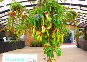兵庫県姫路市手柄山温室植物園の食虫植物展レポート2022