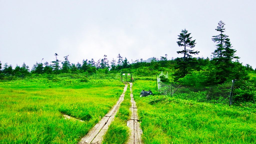 木道のある湿原の風景｜食虫植物の観察記録とフィールドノート
